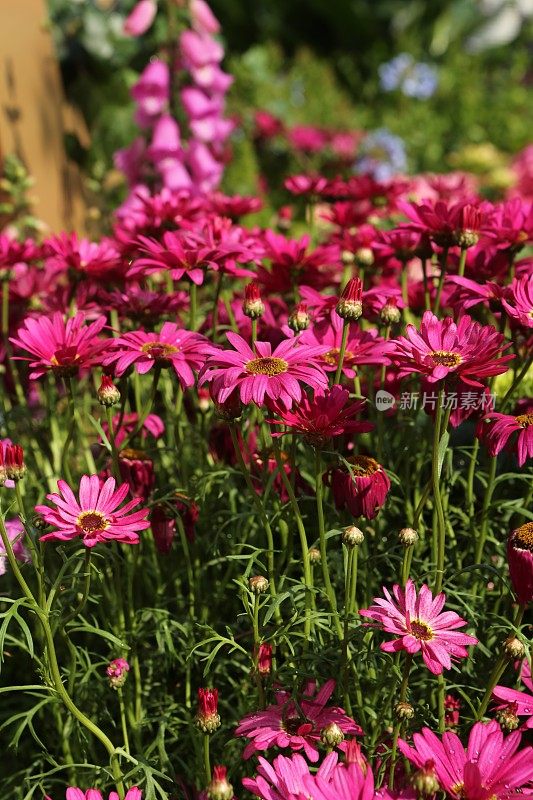 深粉色银堇(三tory Flowers)